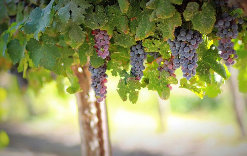 Visiter l'île de Porquerolles - dégustation de vin