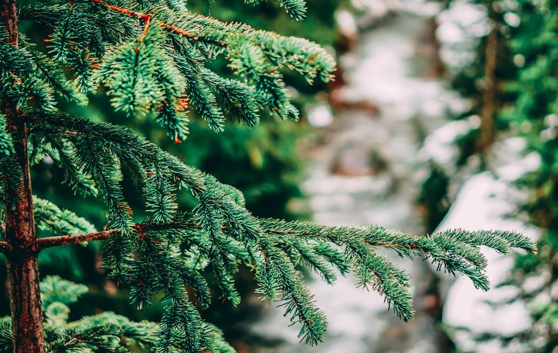 Où acheter son sapin de Noël àOllioules